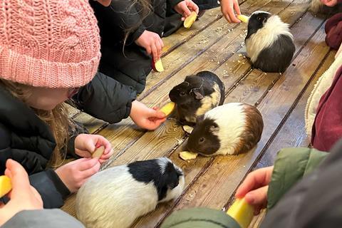 Ferncumbe Church of England School students feeding the guinea pigs at Hatton Adventure World