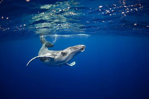 Humpback whale