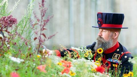 Superbloom at the Tower of London