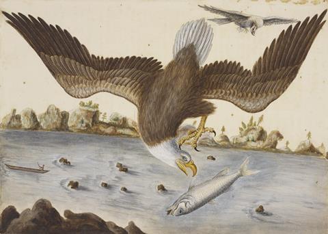 Illustration of a bald eagle catching a fish