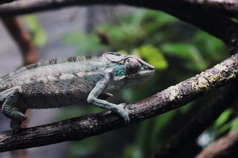 Panther Chameleon at London Zoo